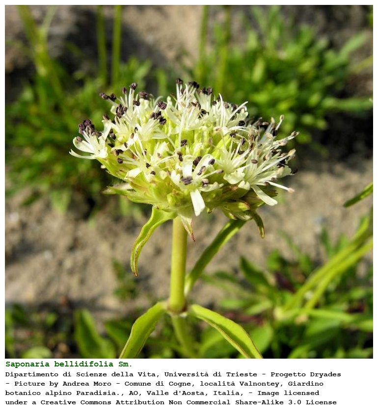 Saponaria bellidifolia Sm.